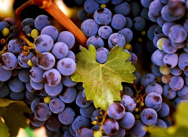 Exclusive Wine Tours - Красные сорта винограда Грузии